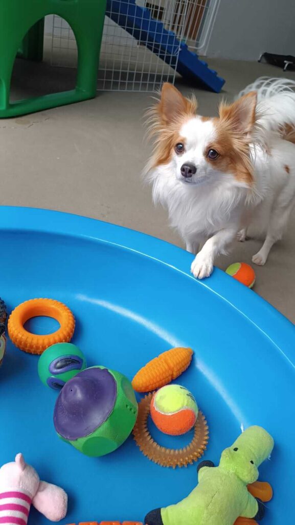 Cão em Família - Creche para cachorro