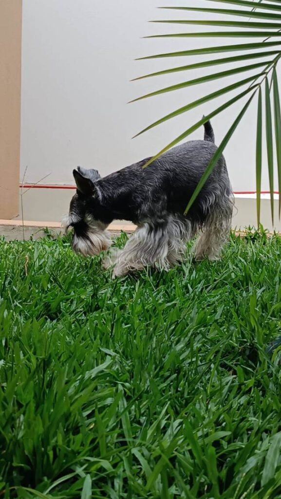 Cão em Família - Creche para cachorro