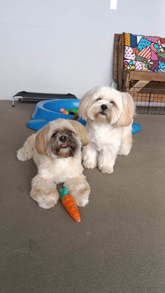 Cão em Família - Creche para cachorro