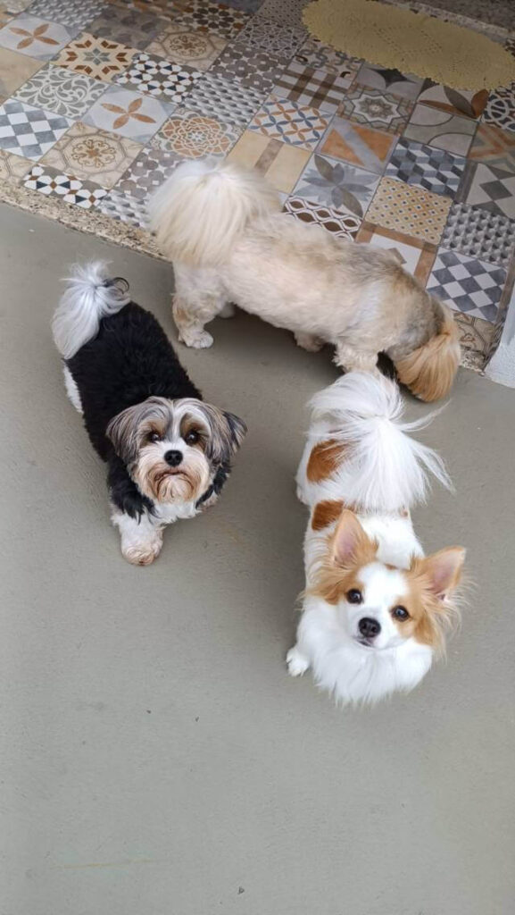 Cão em Família - Creche para cachorro