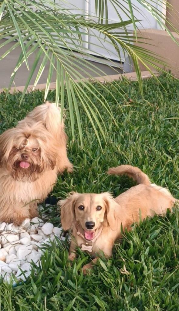 Cão em Família - Creche para cachorro